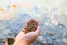 what-are-the-different-types-of-fish-feed?-pros-&-cons